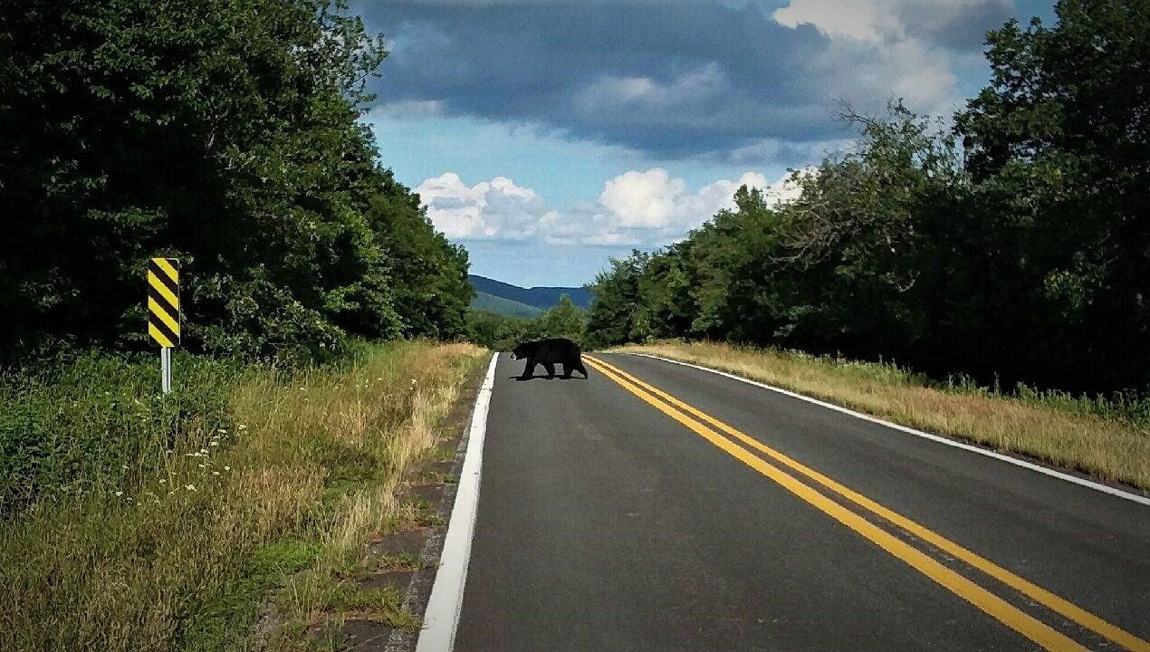 Black Bear crossing the highway 